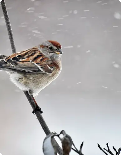 OISEAUX MIGRATEURS